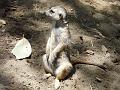 Zoo P1010957